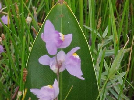 Trincalo or Tricolor - Utricularia tricolor - пузырчатка трехцветная
